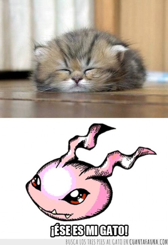 bola,digimon,koromon,Gato,gatillo,dormir,sueño,dormilón